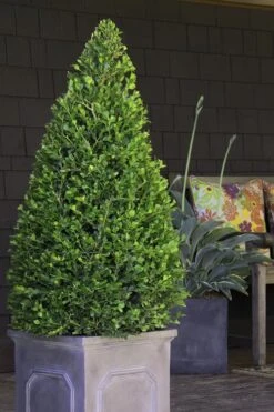 Wintergreen Boxwood - 1 Gallon Pot -Garden Plants Boxwood Wintergreen 11