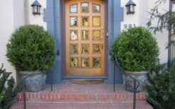 Wintergreen Boxwood - 1 Gallon Pot -Garden Plants Boxwood Wintergreen 12