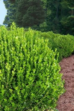 Wintergreen Boxwood - 1 Gallon Pot -Garden Plants Boxwood Wintergreen 500x750 1