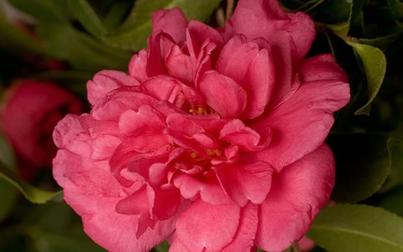Alabama Beauty Camellia Sasanqua - 2.5 Quart Pot 6 Alabama Beauty Camellia Sasanqua - 2.5 Quart Pot - Image 4