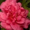 Alabama Beauty Camellia Sasanqua - 2.5 Quart Pot -Garden Plants Camellia Alabama Beauty 500x750 1