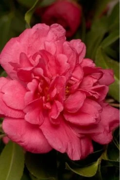 Front Page 31 Alabama Beauty Camellia Sasanqua - 2.5 Quart Pot