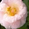 April Blush Cold Hardy Pink Camellia Japonica - 1 Gallon Pot -Garden Plants Camellia April Blush 2 1