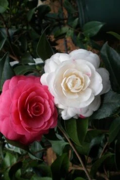 April Dawn Cold Hardy Camellia Japonica - 5 Gallon Pot -Garden Plants Camellia April Dawn 21