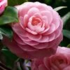 April Pink Cold Hardy Camellia Japonica - 1 Gallon Pot 1 April Pink Cold Hardy Camellia Japonica - 1 Gallon Pot -Garden Plants Camellia April Pink 1