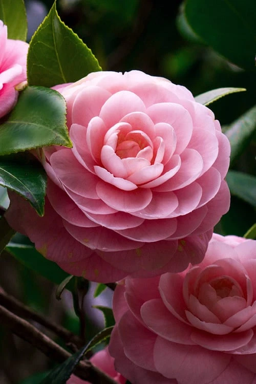 April Pink Cold Hardy Camellia Japonica - 1 Gallon Pot 3 April Pink Cold Hardy Camellia Japonica - 1 Gallon Pot