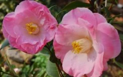 April Remembered Cold Hardy Pink Camellia Japonica - 3 Gallon Pot 9 April Remembered Cold Hardy Pink Camellia Japonica - 3 Gallon Pot -Garden Plants Camellia April Remembered 1