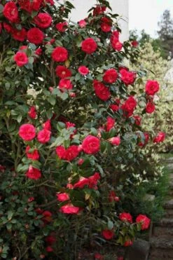 April Tryst Camellia Japonica - 2 Gallon Pot -Garden Plants Camellia April Tryst 2 1