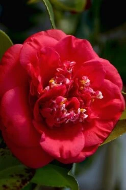 April Tryst Camellia Japonica - 2 Gallon Pot -Garden Plants Camellia April Tryst 3 1