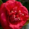 April Tryst Camellia Japonica - 7 Gallon Pot (3-4') 1 April Tryst Camellia Japonica - 7 Gallon Pot (3-4') -Garden Plants Camellia April Tryst 3