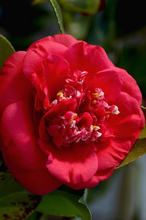 April Tryst Camellia Japonica - 7 Gallon Pot (3-4') 3 April Tryst Camellia Japonica - 7 Gallon Pot (3-4')