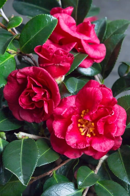 Bella Rouge Camellia Sasanqua | 1 Gallon Pot 3 Bella Rouge Camellia Sasanqua | 1 Gallon Pot