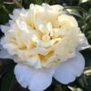 Brushfield Yellow Camellia Japonica - 1 Gallon Pot -Garden Plants Camellia Brushfield Yellow 11