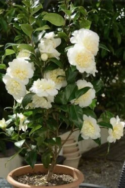Brushfield Yellow Camellia Japonica - 1 Gallon Pot -Garden Plants Camellia Brushfield Yellow 500x750 1