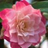 Buttons 'n Bows Camellia Hybrid - 3 Gallon Pot -Garden Plants Camellia Buttons And Bows JW 1