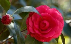 C. M. Hovey Camellia Japonica - 3 Gallon Pot 9 C. M. Hovey Camellia Japonica - 3 Gallon Pot -Garden Plants Camellia C M Hovey 1
