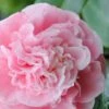 Debutante Pink Camellia Japonica - 6 Pack Of 1 Gallon Pots -Garden Plants Camellia Debutante 500x750 1