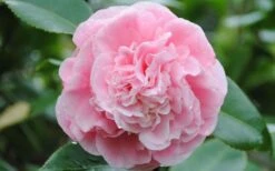 Debutante Pink Camellia Japonica - 6 Pack Of 1 Gallon Pots -Garden Plants Camellia Debutante Closeup Flower 3
