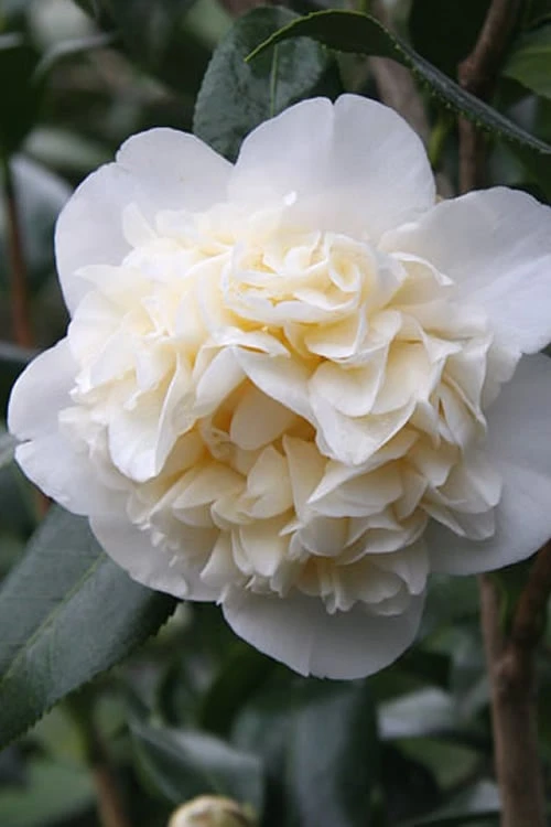 Fifth Avenue White Camellia Japonica - 1 Gallon Pot 3 Fifth Avenue White Camellia Japonica - 1 Gallon Pot