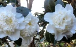 Fifth Avenue White Camellia Japonica - 1 Gallon Pot 11 Fifth Avenue White Camellia Japonica - 1 Gallon Pot -Garden Plants Camellia Fifth Avenue 21 1