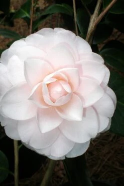 Goggy Camellia Japonica - 3 Gallon Pot -Garden Plants Camellia Goggy 3