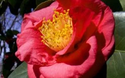 Greensboro Red Camellia Japonica - 1 Gallon Pot 9 Greensboro Red Camellia Japonica - 1 Gallon Pot -Garden Plants Camellia Greensboro Red 1