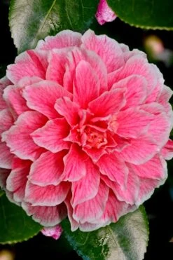 Brilliant Gem Fragrant Camellia Japonica - Herme - 3 Gallon Pot 13 Brilliant Gem Fragrant Camellia Japonica - Herme - 3 Gallon Pot -Garden Plants Camellia Hermes 6 1