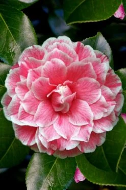 Brilliant Gem Fragrant Camellia Japonica 'Herme' - 1 Gallon Pot 12 Brilliant Gem Fragrant Camellia Japonica 'Herme' - 1 Gallon Pot -Garden Plants Camellia Herrmes 4