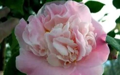 High Fragrance Camellia Hybrid - 3 Gallon Pot -Garden Plants Camellia High Fragrance 5
