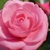 Jerry Hill Pink Camellia - 3 Gallon Pot -Garden Plants Camellia Jerry Hill 1