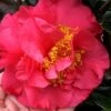Kramers Supreme Red Double Camellia Japonica - 3 Gallon Pot 1 Kramers Supreme Red Double Camellia Japonica - 3 Gallon Pot -Garden Plants Camellia Kramers Supreme 11 1