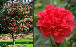 Kramers Supreme Red Double Camellia Japonica - 3 Gallon Pot -Garden Plants Camellia Kramers Supreme 2 1