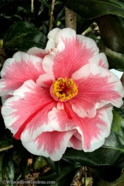 Lady Vansittart Multicolor Camellia Japonica - 3 Gallon Pot -Garden Plants Camellia Lady Vansittart 12 1