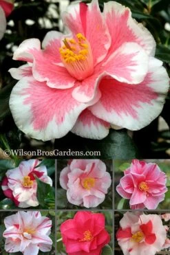 Lady Vansittart Multicolor Camellia Japonica - 1 Gallon Pot -Garden Plants Camellia Lady Vansittart 500x750 1