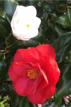 Lady Vansittart Multicolor Camellia Japonica - 3 Gallon Pot -Garden Plants Camellia Lady Vansittart Red Flower 1 1
