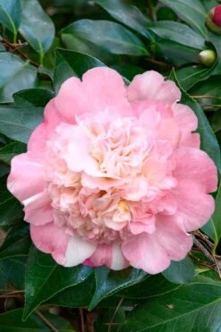 Look Again Camellia Japonica - 3 Gallon Pot 11 Look Again Camellia Japonica - 3 Gallon Pot -Garden Plants Camellia Look Again 1