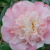 Look Again Camellia Japonica - 3 Gallon Pot 1 Look Again Camellia Japonica - 3 Gallon Pot -Garden Plants Camellia Look Again 2