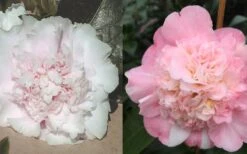 Look Again Camellia Japonica - 3 Gallon Pot 10 Look Again Camellia Japonica - 3 Gallon Pot -Garden Plants Camellia Look Again 4