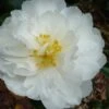 Mine No Yuki Camellia Sasanqua - 3 Gallon Pot -Garden Plants Camellia Mine No Yuki 20