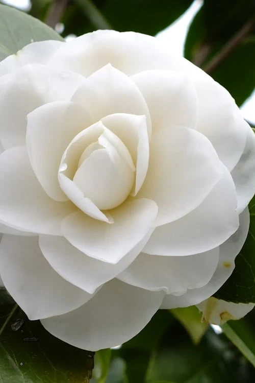 Morning Glow Camellia Japonica - 2 Gallon Pot 3 Morning Glow Camellia Japonica - 2 Gallon Pot