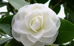 Morning Glow Camellia Japonica - 2 Gallon Pot 10 Morning Glow Camellia Japonica - 2 Gallon Pot -Garden Plants Camellia Morning Glow 800x500 1