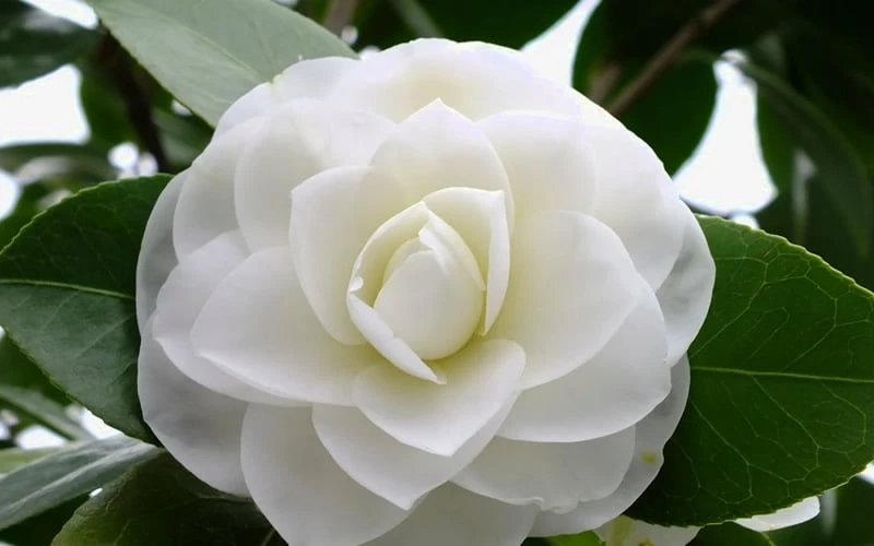 Morning Glow Camellia Japonica - 2 Gallon Pot 6 Morning Glow Camellia Japonica - 2 Gallon Pot - Image 4