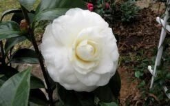 Morning Glow Camellia Japonica - 2 Gallon Pot 11 Morning Glow Camellia Japonica - 2 Gallon Pot -Garden Plants Camellia Morning Glow 9
