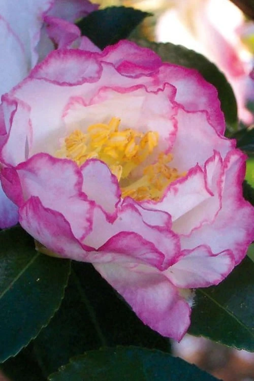 October Magic Inspiration Camellia - 2 Gallon Pot 6 October Magic Inspiration Camellia - 2 Gallon Pot - Image 4