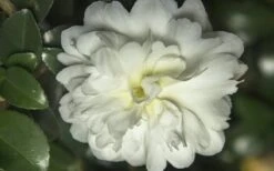 October Magic Ivory Camellia - 1 Gallon Pot 9 October Magic Ivory Camellia - 1 Gallon Pot -Garden Plants Camellia October Magic Ivory