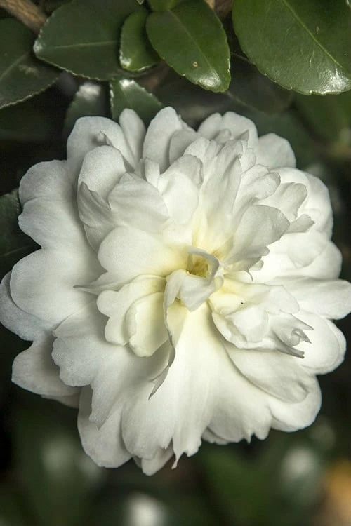 October Magic Ivory Camellia - 1 Gallon Pot 3 October Magic Ivory Camellia - 1 Gallon Pot