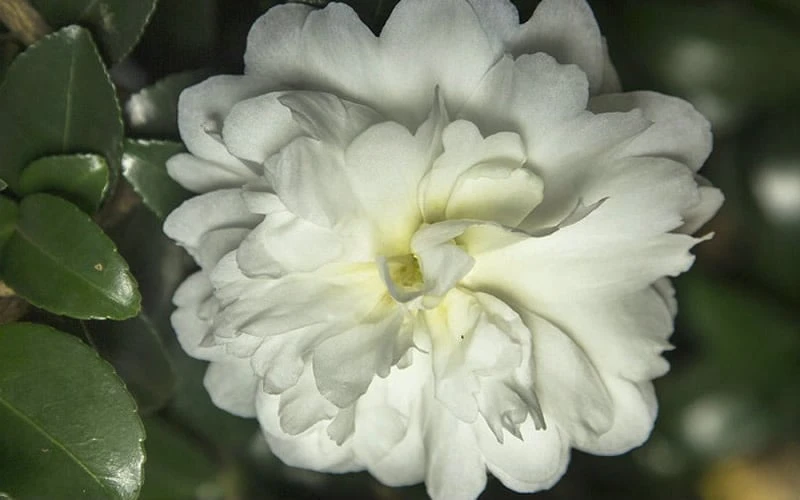 October Magic Ivory Camellia - 1 Gallon Pot 6 October Magic Ivory Camellia - 1 Gallon Pot - Image 4