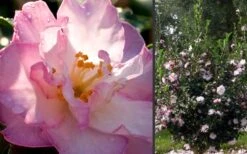 October Magic Orchid Camellia - 2 Gallon Pot -Garden Plants Camellia October Magic Orchid Flowers 2