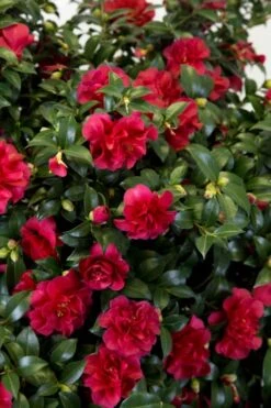 October Magic Ruby Camellia - 2 Gallon Pot 12 October Magic Ruby Camellia - 2 Gallon Pot -Garden Plants Camellia October Magic Ruby 27