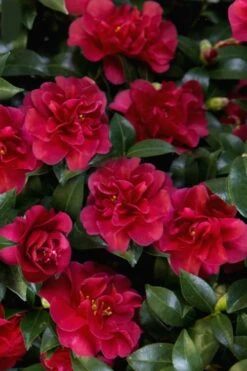 October Magic Ruby Camellia - 1 Gallon Pot 13 October Magic Ruby Camellia - 1 Gallon Pot -Garden Plants Camellia October Magic Ruby 28 1